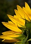 Girasole - Sunflower.jpg
